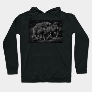 Community Farm Sheep Hoodie